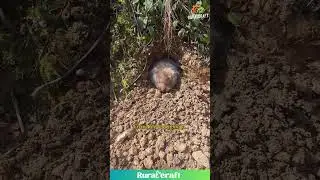 A Glimpse of Wildlife: Mole in its Natural Habitat #nature #animals #underground