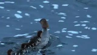 Common Merganser With Hatchlings ( Storskrake ) #birds #sweden #bird