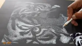 Drawing Tiger with white charcoal pencil on black paper