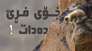 ئەو باڵندەیە بەدوای دایکی دەکەوێت و خۆی لە بەرزاییەوە فڕێ دەدات !