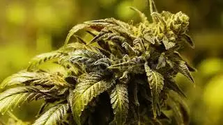 Flowering Marijuana Plants Closeup 4 Pack - Stock Footage from Videohive