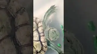 Turtle shedding skin #shorts #viral #trending #turtle #turtlelovers