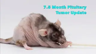 Update on My Rat Donut's Pituitary Tumor - 7.5 Months into Treatment!