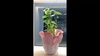 How to make irregular ceramic flower pot for home decor