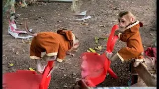 Omg !!  Zhuly wakes up after hearing a rooster crow