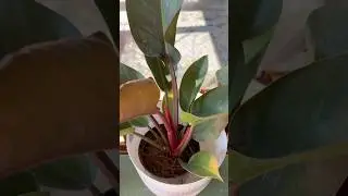 'Rojo Congo' or 'Imperial Red' Philodendron plant, a popular indoor houseplant #shorts #plants