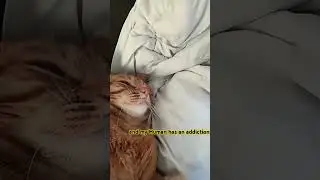 Simba. #shorts #trending #comedy #subscribe #like #fyp #foryou #like #pov #animal #cat #catvideos