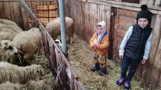 Winter is tough on the farm! Caring for animals in deep snow! Family Village Life in the Mountains❄️