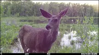 Lonetree Ranch: Working Lands & Wildlife Project - Summer 2019