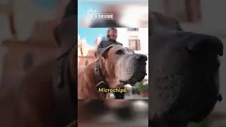 Thinking about moving to Italy but have pets? Here&rsquo;s your answer.