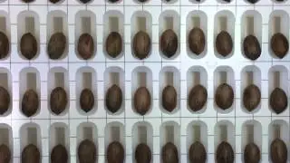 Grading In Shell Pecans by Matthew Bailey