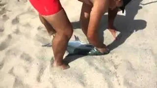 Surfcasting Calabria tirrenica  leccia amia