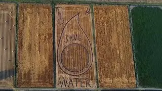 Italy's River Po drought: Farmer's field art implores Italians to conserve water