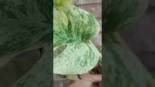 Monstera Mint Large Form
