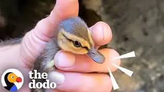 Guy Rescues 10 Baby Ducklings Trapped in Manhole | The Dodo