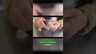 Aggressive Cats Grooming Tips: The First Steps are the Most Important!  #cat #catwash #catgrooming