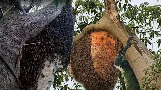 Risky Jungle Honey Harvest &ndash; Climbing Giant Trees Barehanded to Collect Wild Beehives