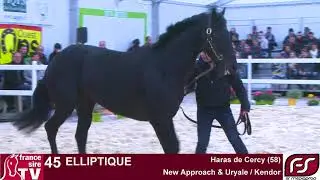 Elliptique - M11 New Approach / Uryale