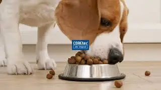 Petproof Floors at Hadinger