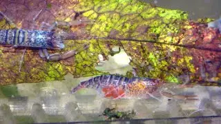 Amazon Tiger Shrimp and Siamese Algae Eaters: A Perfect Pair