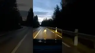 Always watch for wildlife in Sweden