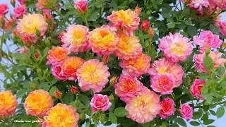 Guide to caring for bonsai roses