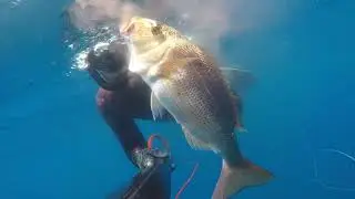 conseils sur la chasse sous marine du denti au d&eacute;part de la colo du Relais