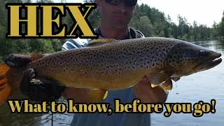 HEX: Tips and Tricks to be MORE Successful!