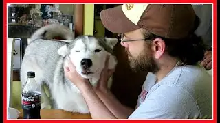 HUSKY SMILES