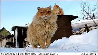 Siberian farm cats, Koshlandia, December, ИРИСКА, Пух, Солнышко16 декабря 2015  мороз