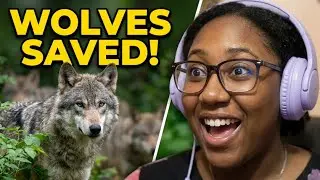 The TRUTH About Saving Wolves Will Make You Cry!
