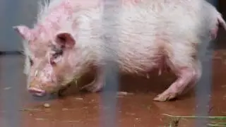 Tierpark TV - Teil 1/2