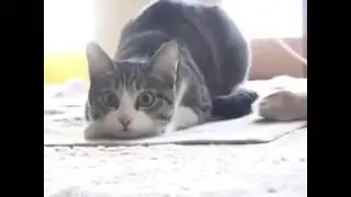 Wigu wigu wigu