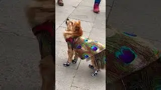 Carnevale di Venezia 2023 la mascotte del cane #shortvideo