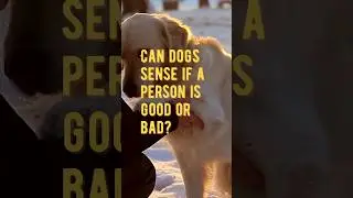 Can dogs sense if a person is good or bad? ❤️🐶✨ #dog #shorts