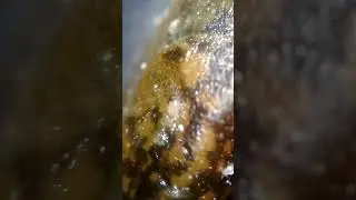 Tyrophagus putrescentiae (Acari: Astigmata) on slugs - Damascus - Syria.
