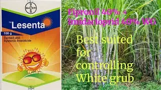 Lesenta insecticide Bayer (Fipronil 40% + Imidacloprid 40% WG)