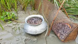 বাঁশের তৈরি চাই দিয়ে চিংড়ি মাছ শিকার। Rainy Season Primitive Village Fishing। Shrimp fish catch trap