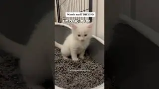 KITTY FARTS & POOPS 🐈💨💩#kitty #kitten #kittens #cat #cats #catlovers #kedi #kediler #kediseverler