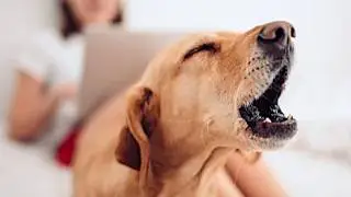 16 Ways You Are Hurting Your Dog Without Realizing it