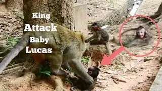 Heart Attack!!, Baby Monkey Shocking Cry Loudly, King​ Monkey​ Attack Baby Lucas So Hard​