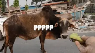 Why did the Cow Cross the road ? Moto Vlog