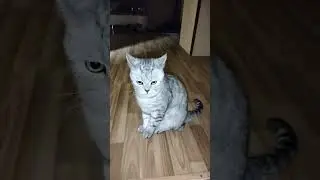 Воду нельзя пить #юмор #веселыекоты #кот #прикольныекоты #cat #видосыоткота #котики #смешновидео