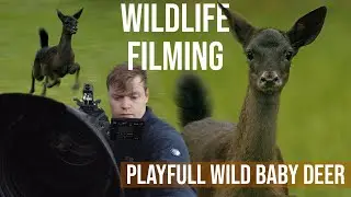 NEW ARRIVALS - JOIN ME AS I TRACK DOWN BABY DEER [FAWNS]  / WILDLIFE FILMING / NATURE TRACKING-CUTE!