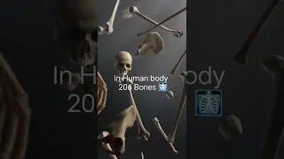 206 bones In Human Body 🩻 #education #nursing #medical