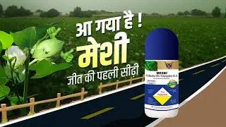 आ गया है! मेशी | जीत की पहली सीढ़ी - मेशी #meshi #cottoncrop