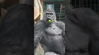 zoo saint Martin la plaine  2025 #gorilla #animals #zoo