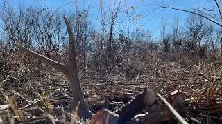 Deer shed antler hunting