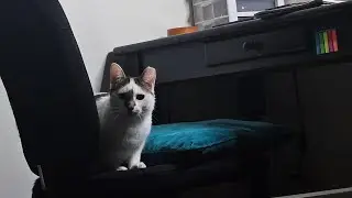 ✨Gimme Da Glow✨ ft. Foster Cats update