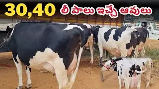 Top Quality HF cows chintamani cow market 29 6 2025 చింతామణి ఆవుల సంత Hf ఆవులు